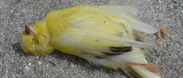 canary mail send later canary mail send later