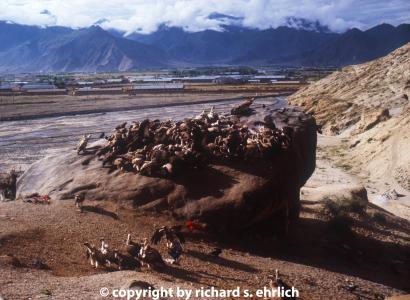 Scene in Tibet
