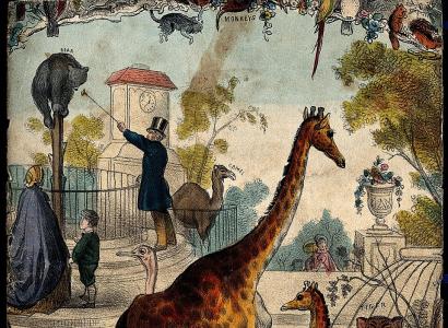Menagerie of animals