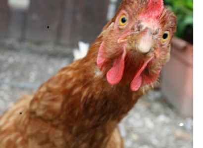 Chicken face staring in the camera