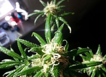 Marijuana plant 