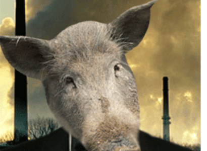 Pig in a tux