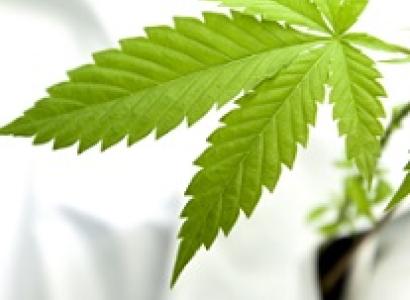 Green marijuana leaf