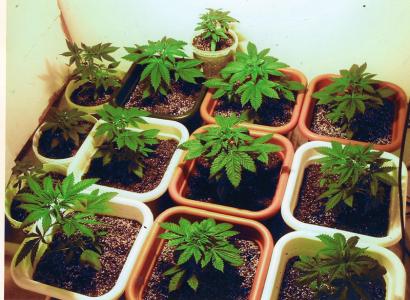 Marijuana plants