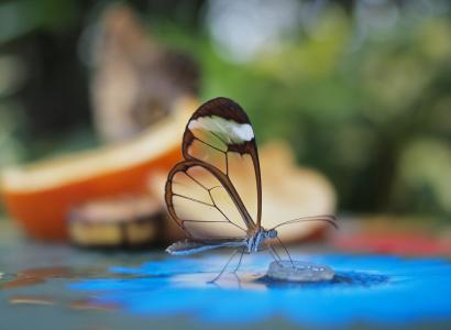 A transparent butterfly