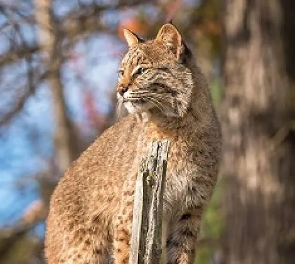Large orange striped cat looking to the left sitting near a tree