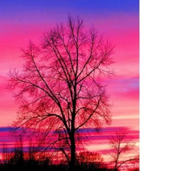 Beautiful pink purple and blue sunrise in he sky and tree with no leaves in front