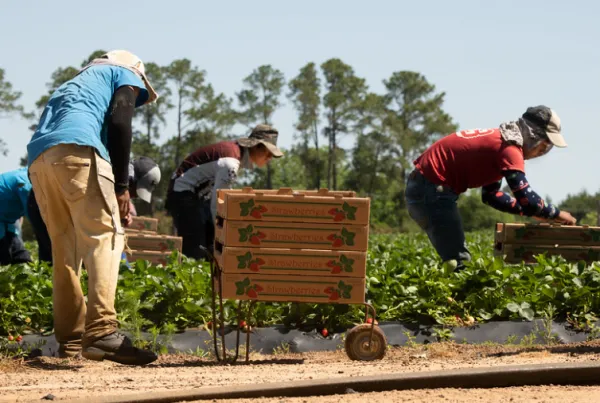 Farmworkers