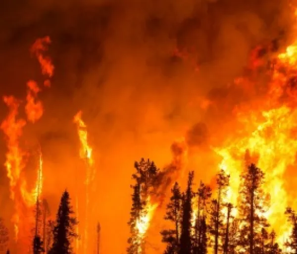Forest fire