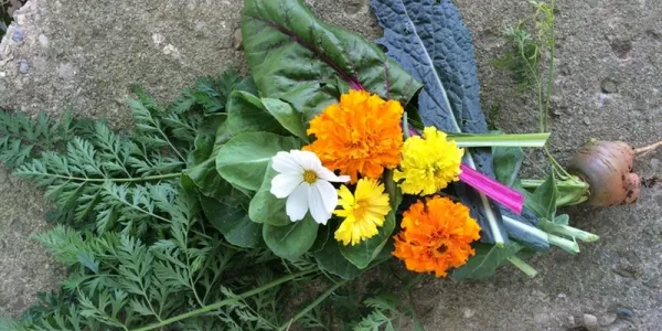 Orange, yellow, white flowers against green leaves