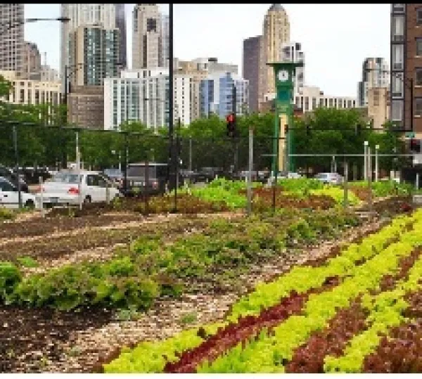 City skyline in the background and a garden in the foreground