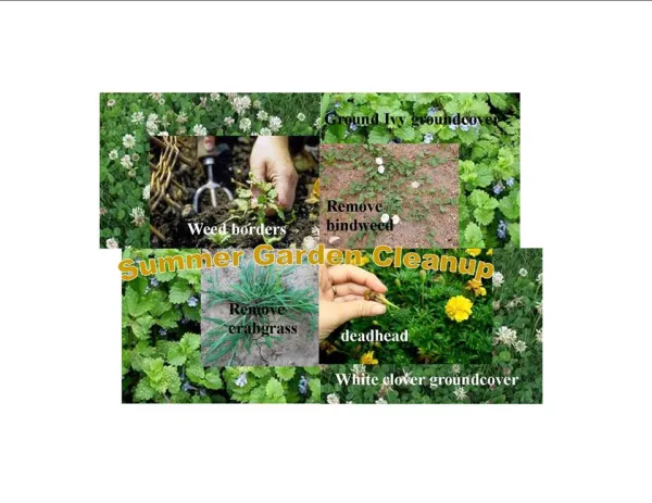 Photos of the green garden