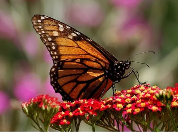 Monarch butterfly
