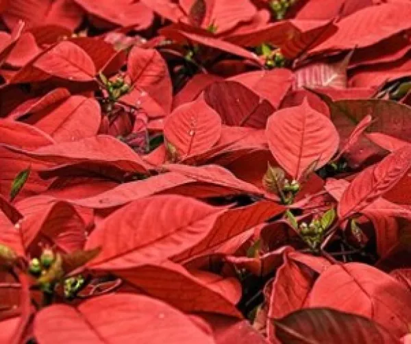 Poinsettas