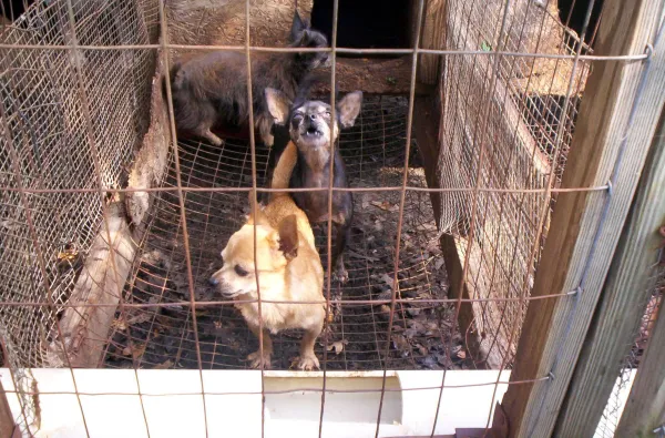 Little brown dog with pointy ears and short legs looking out of a cage with two other dogs behind