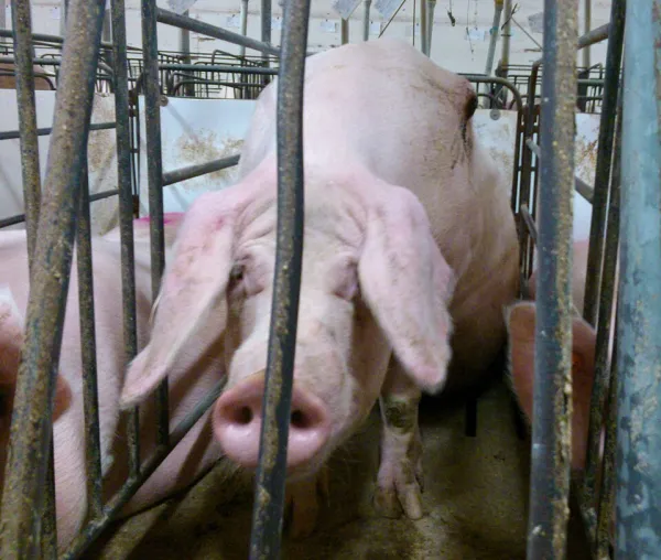 Pig in a cage