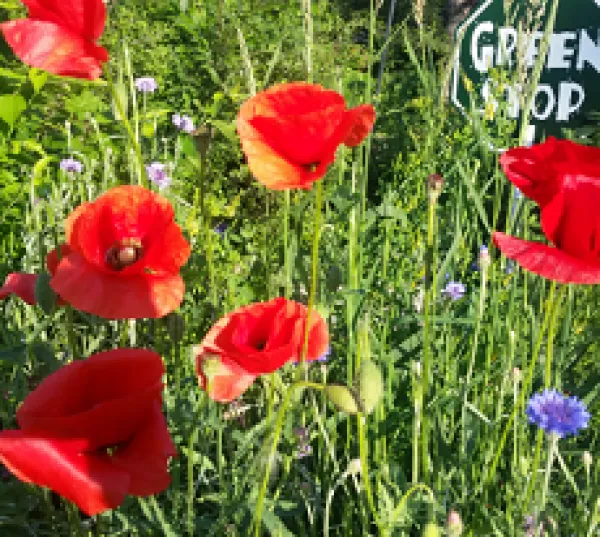 Tulips outside among the grass and a sign in the back that says Green Shop