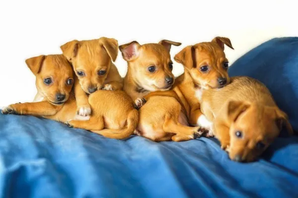 Chihuahua puppies