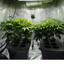 Two very large marijuana plants in pots under a grow light