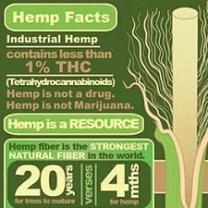Green chart about hemp facts