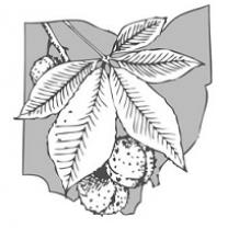 Drawing of a buckeye leaf and nut on top of the state of Ohio