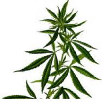 Leaves of marijuana plant
