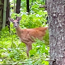 Deer in the woods