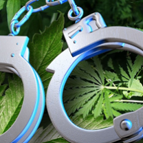 Silver handcuffs laying on green marijuana leaves