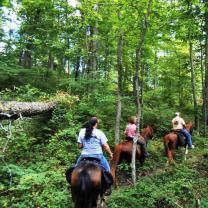 Horseback riders in the woods