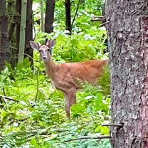 Deer in forest