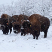 Bison