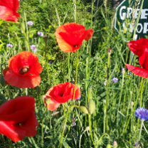 Tulips outside among the grass and a sign in the back that says Green Shop