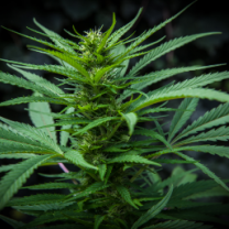Weed plant