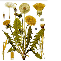 Picture of lots of weeds against white background