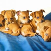 Chihuahua puppies