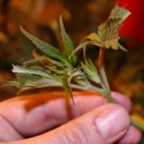 Hand holding marijuana plant