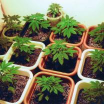 Marijuana plants