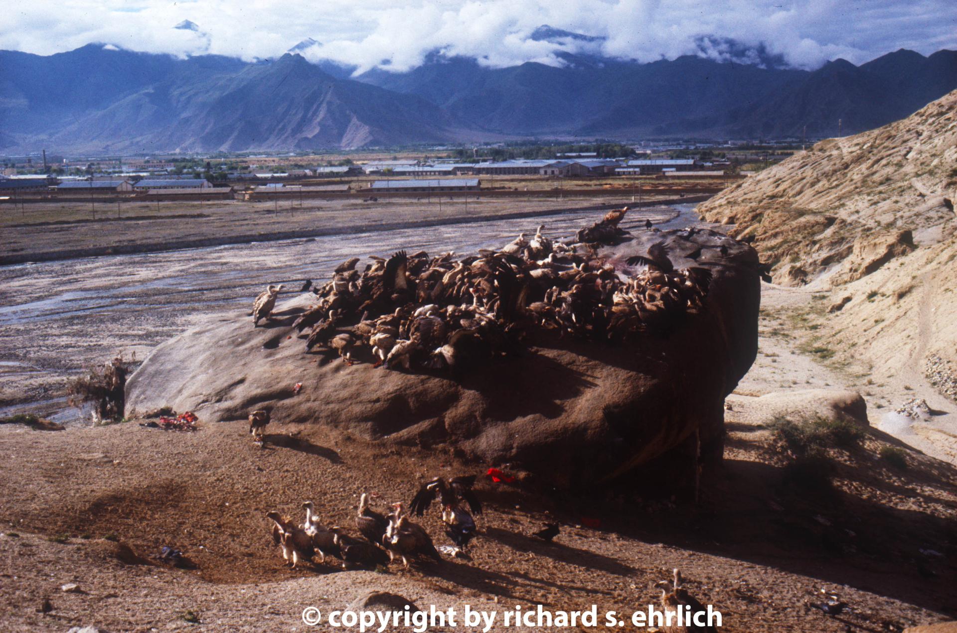 Scene in Tibet