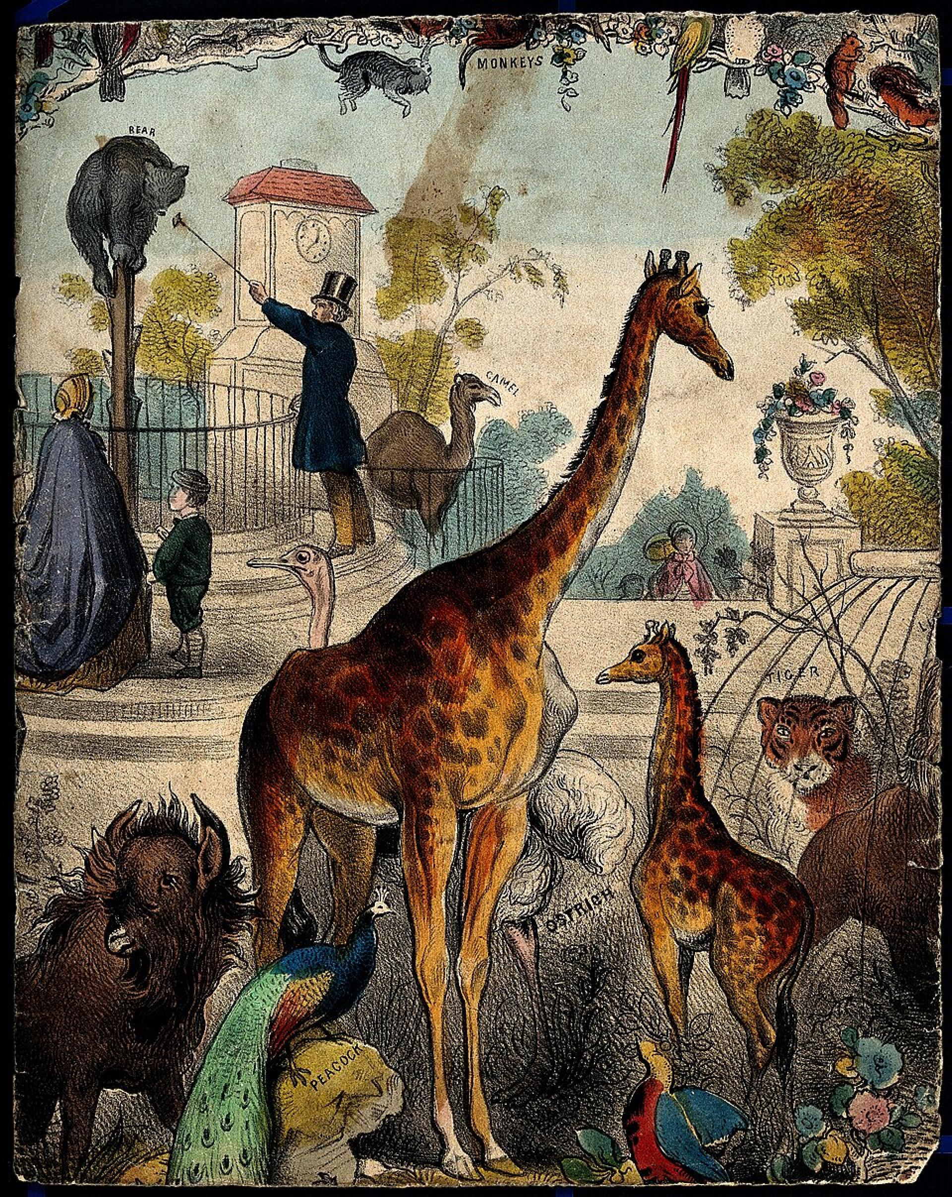Menagerie of animals